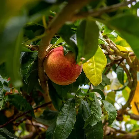 Casa Paco D'ilhas Gasthof Ericeira